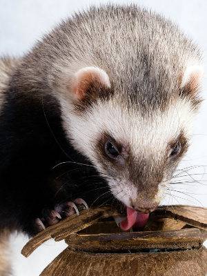 Alimentation du furet : Les clés d’une nutrition optimale