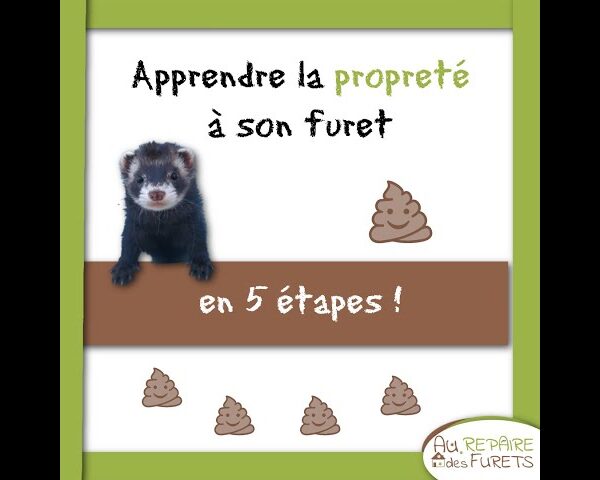 Apprendre un tour à son furet: Enseignez à votre furet à faire le salut en 5 étapes