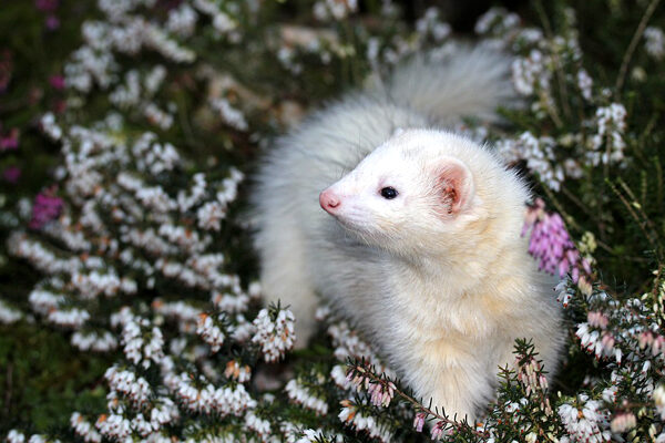 Comment éviter qu’un furet se sauve ? Les Clés pour Prévenir les Fuites de votre Furet