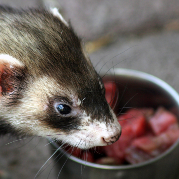 Comprendre l’alimentation de mon furet | Nutrition, Conseils et Santé Furet