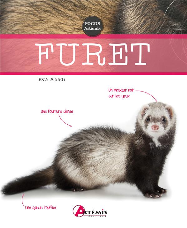 Découverte du furet : guide complet pour les amoureux des animaux et de la culture française