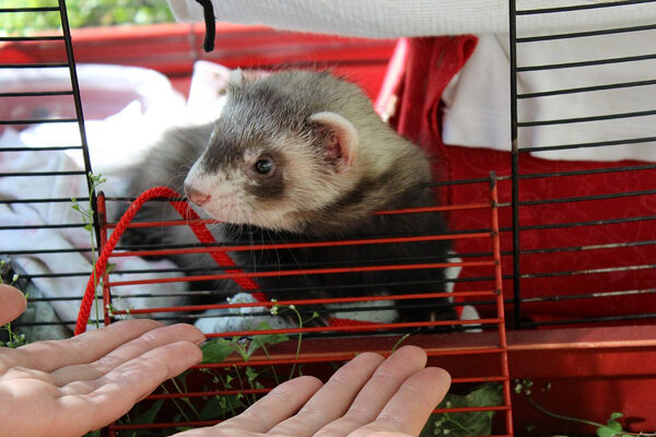 La cage idéale pour un furet : guide complet et conseils pratiques