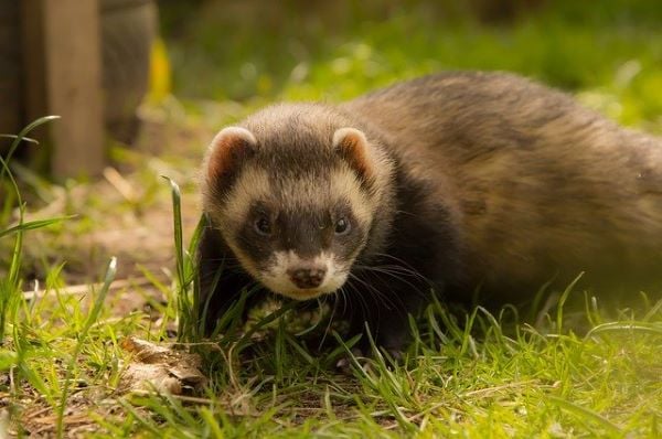 Le furet tissuvore : tout savoir sur cet animal mangeur de plastique