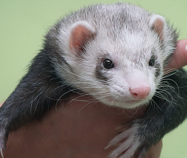 Les Principales Maladies chez le Furet – Club Français des Amateurs du Furet