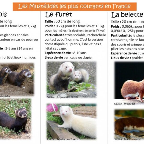 Mustélidé ou furet abandonné ? – Conseils pour prendre soin des mustélidés et des furets trouvés en France