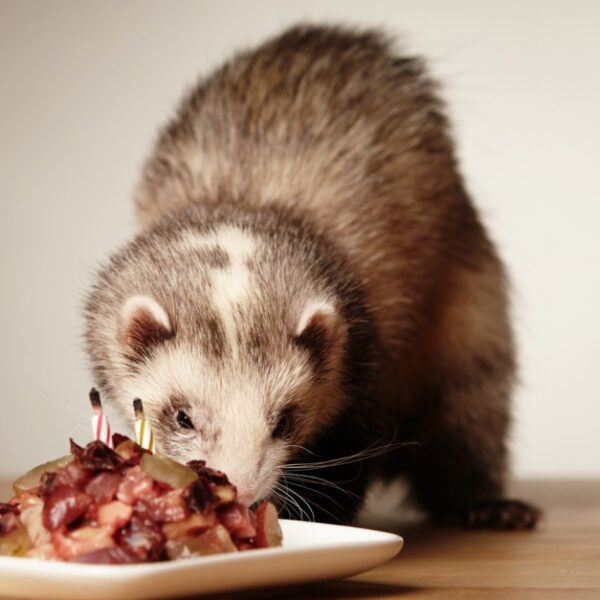 Nourrir son furet aux proies : Guide complet pour une alimentation naturelle et équilibrée