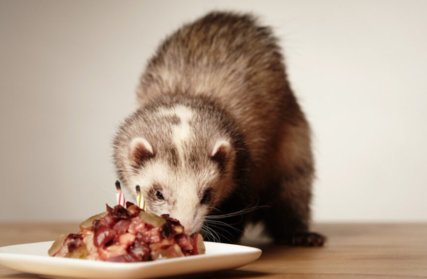 Nourrir son furet aux proies : Guide complet pour une alimentation naturelle et équilibrée