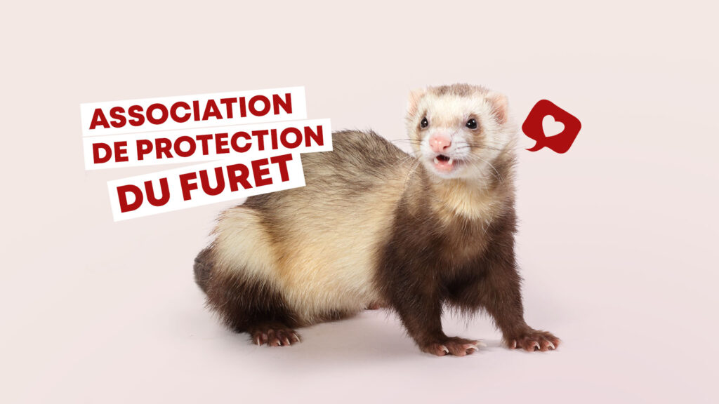 Numéros et gestes d’urgence pour les furets: Guide Expert du Club Français des Amateurs du Furet