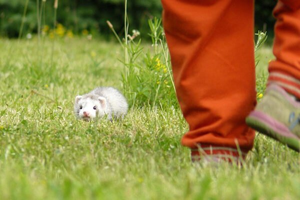 Promener son furet : les bonnes pratiques et précautions essentielles