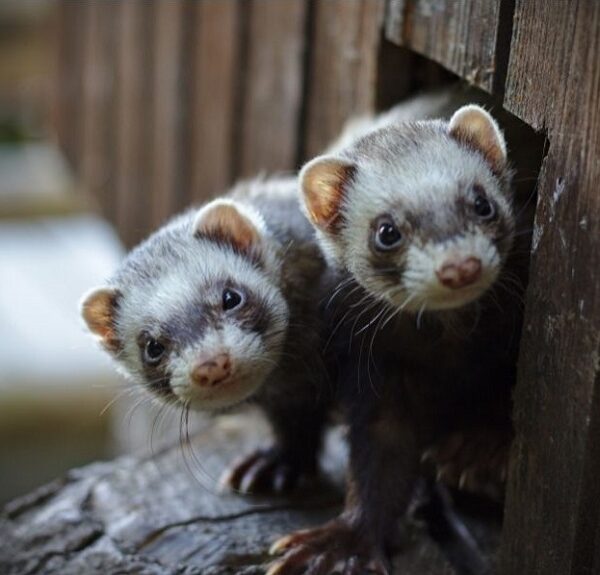 Rencontre, entente et cohabitation entre furets : Clés pour une harmonie parfaite