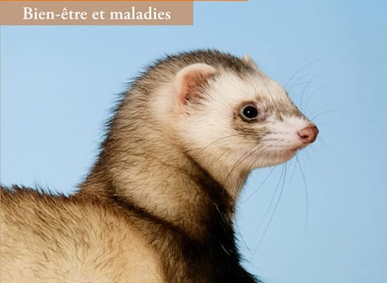 Soins quotidiens du furet: guide complet pour les propriétaires de furets