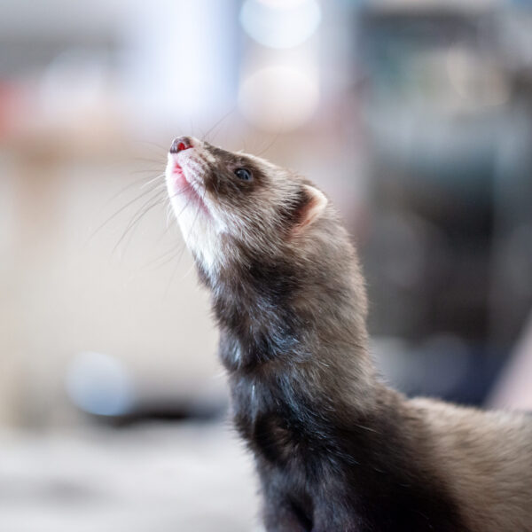 Stérilisation du furet : avantages, inconvénients et recommandations